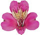 گل آلسترومریا استراتوس